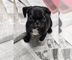 Small #2 Pug