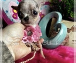 Small Photo #5 Chihuahua Puppy For Sale in TRACY, CA, USA