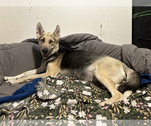 Mother of the German Shepherd Dog-Siberian Husky Mix puppies born on 04/21/2025
