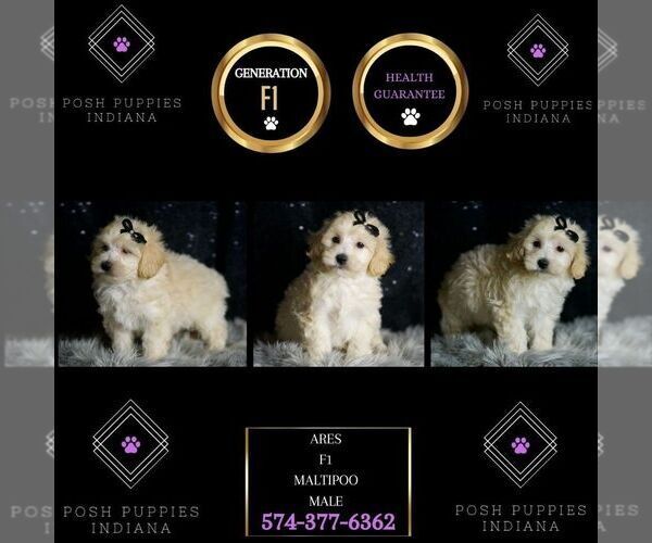 Medium Photo #42 Maltipoo (Miniature) Puppy For Sale in WARSAW, IN, USA