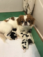 Mother of the Japanese Chin puppies born on 10/25/2017