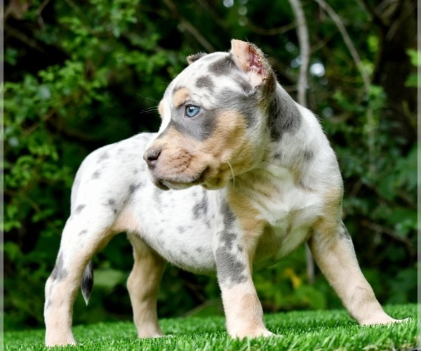 Full screen Photo #12 American Bully Puppy For Sale in CLEVELAND, GA, USA