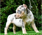 Small Photo #12 American Bully Puppy For Sale in CLEVELAND, GA, USA