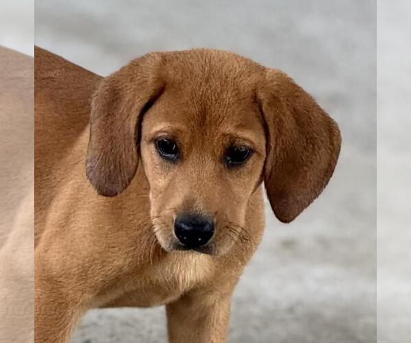 Medium Photo #1 Labbe Puppy For Sale in Yardley, PA, USA