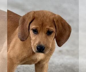 Labbe Dogs for adoption in Yardley, PA, USA