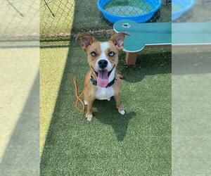 Boxer-Unknown Mix Dogs for adoption in Pasadena, TX, USA