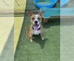 Small Boxer Mix