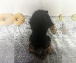Small #1 Yorkshire Terrier