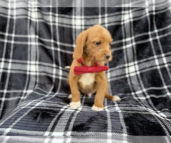 Medium Photo #3 Beagle-Labradoodle Mix Puppy For Sale in LAKELAND, FL, USA