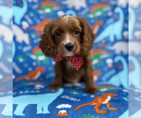 Medium Photo #8 Cavapoo (Miniature) Puppy For Sale in LAKELAND, FL, USA