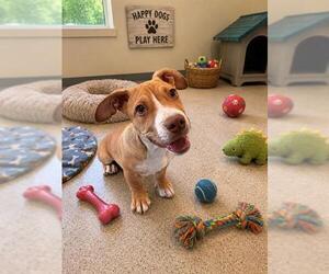 Mutt Dogs for adoption in Globe, AZ, USA