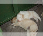Small Photo #4 Goldendoodle Puppy For Sale in COLCHESTER, CT, USA