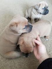 Cane Corso Puppy for sale in DALLAS, GA, USA