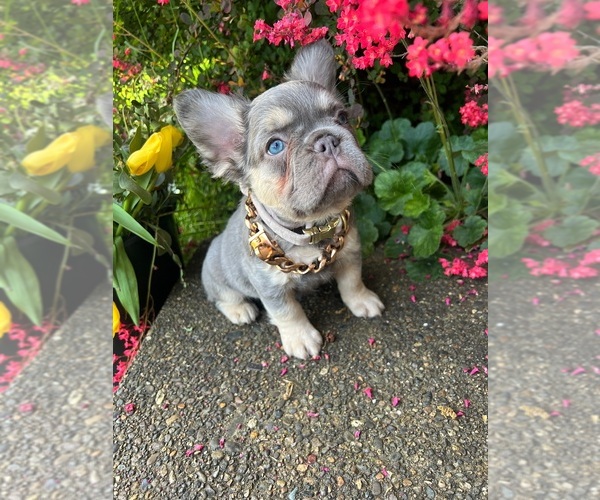 Medium Photo #4 French Bulldog Puppy For Sale in CLACKAMAS, OR, USA