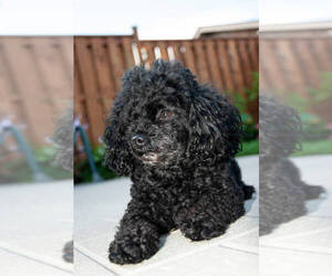 Pyredoodle (Toy) Puppy for sale in Surrey, British Columbia, Canada