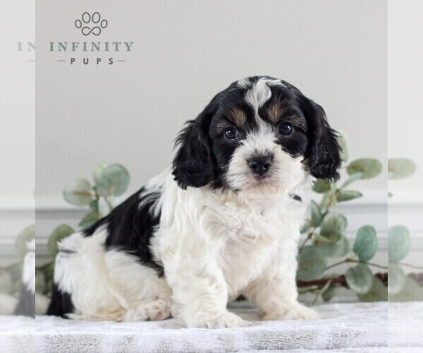 Medium Photo #4 Cavachon Puppy For Sale in GORDONVILLE, PA, USA