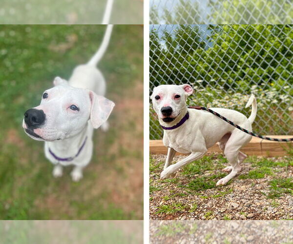 Medium Photo #2 Mutt Puppy For Sale in Weaverville, NC, USA