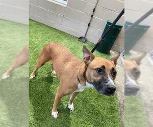 Basenji-Unknown Mix Dogs for adoption in Baytown, TX, USA