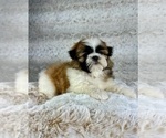 Small #1 Shih Tzu