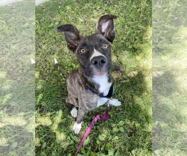 Medium Photo #4 Bullboxer Pit Puppy For Sale in Davis, CA, USA