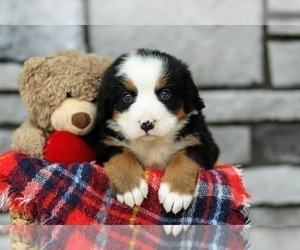 Bernese Mountain Dog Puppy for sale in FREDERICKSBURG, OH, USA