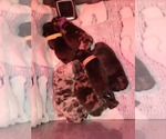 Small Photo #8 French Bulldog Puppy For Sale in LARGO, FL, USA