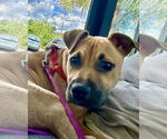 Small #3 American Staffordshire Terrier-Labrador Retriever Mix