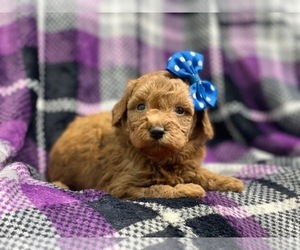 Goldendoodle (Miniature) Puppy for sale in LAKELAND, FL, USA