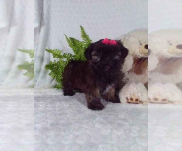 Medium Photo #4 Shorkie Tzu Puppy For Sale in SUGARCREEK, OH, USA
