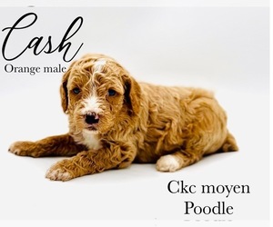 Poodle (Miniature) Puppy for sale in CEDAR CREEK, TX, USA