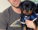 Small Photo #4 Rottweiler Puppy For Sale in BEVERLY HILLS, CA, USA