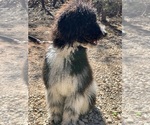 Small Photo #1 Aussiedoodle Miniature  Puppy For Sale in GUTHRIE, OK, USA