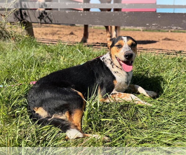 Medium Photo #4 Mutt Puppy For Sale in Sykesville, MD, USA