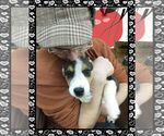Small Photo #1 Cowboy Corgi Puppy For Sale in GALLEGOS, NM, USA