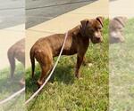 Small #2 Bulldog Mix