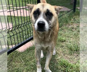 Huskies -Unknown Mix Dogs for adoption in San Antonio, TX, USA
