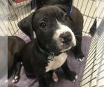 Small Mutt