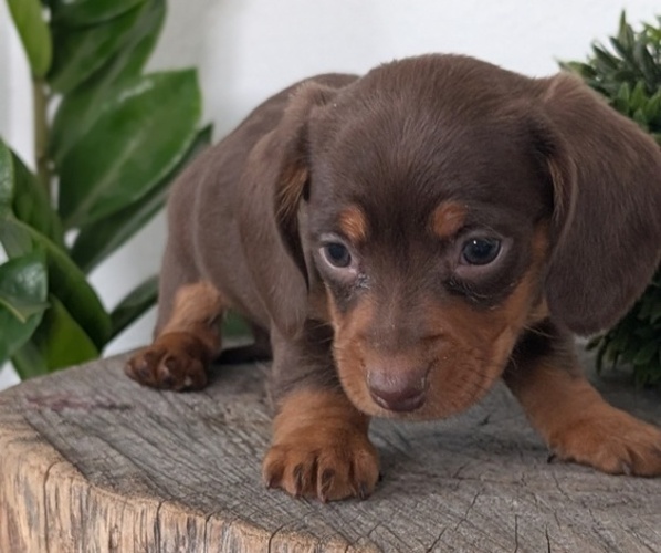 Medium Photo #18 Dachshund Puppy For Sale in GOSHEN, IN, USA