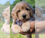 Small Photo #21 Goldendoodle Puppy For Sale in TIMBERLAKE, NC, USA