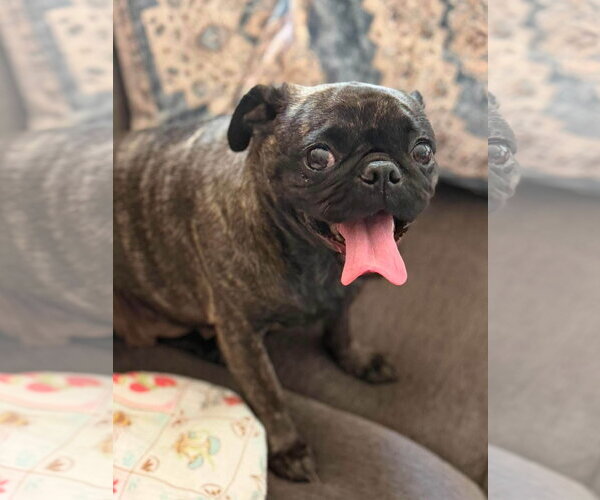 Medium Photo #5 Pug-Unknown Mix Puppy For Sale in San Diego, CA, USA