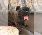 Small #4 Pug Mix