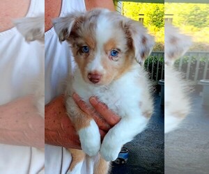 Miniature Australian Shepherd Puppy for sale in BLACKSBURG, SC, USA