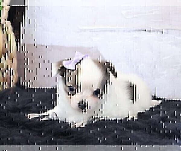 Medium Photo #10 Chihuahua Puppy For Sale in FORT LAUDERDALE, FL, USA