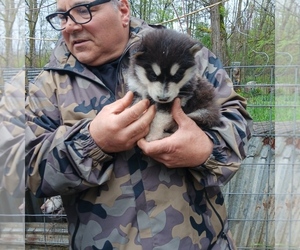Medium Alaskan Malamute