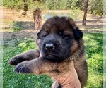 Small #6 German Shepherd Dog