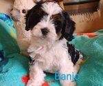 Puppy 1 Cavachon-Poodle (Miniature) Mix