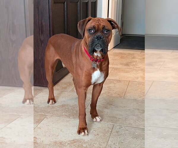 Medium Photo #1 Boxer Puppy For Sale in Austin, TX, USA