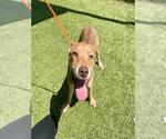 Small #1 Labrador Retriever Mix