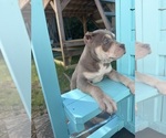 Image preview for Ad Listing. Nickname: Mocha