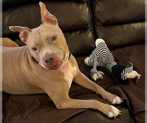 Baby Girl - Female American Pit Bull Terrier-Unknown Mix Dog for Adoption - Photo #21